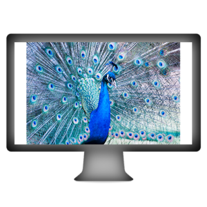 Pfau-Screen-500x500 pfau show