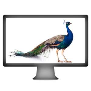 Profil-Screen 500x500 Pfau profil